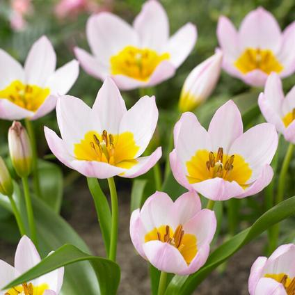 Tulipa Miniature 'Bakeri Lilac Wonder' 