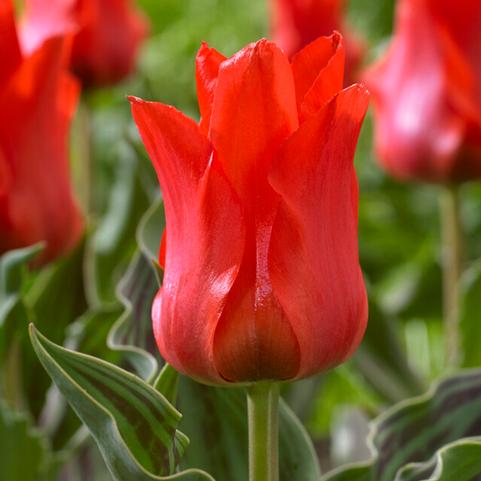 Tulipa Greigii 'Red Riding Hood' 