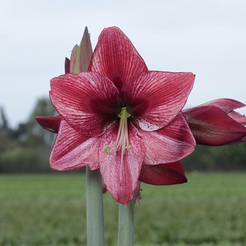 Amaryllis Peruvian 'Revelation' 