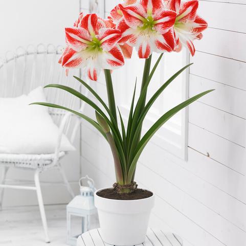 Amaryllis Peruvian 'Spartacus' 