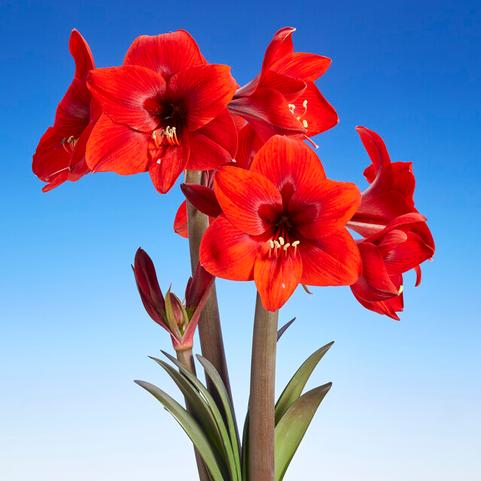 Amaryllis Dutch 'Rapido' 