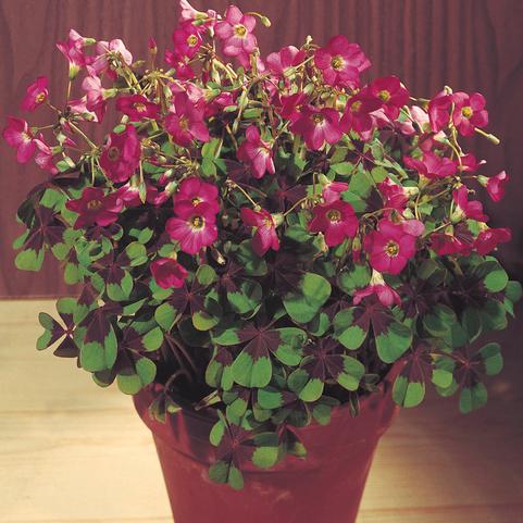 Oxalis 'Iron Cross' 