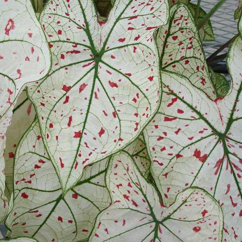 Caladium Fancy Leaf 'Cranberry Star' (Ships in Spring) 