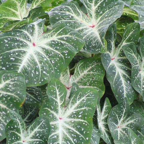 Caladium Fancy Leaf 'Galaxy' (Ships in Spring) 