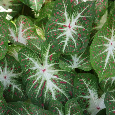 Caladium Fancy Leaf 'Hearts Desire' (Ships in Spring) 