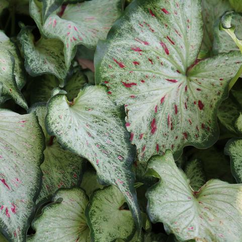 Caladium Strap Leaf 'Cosmic Delight' (Ships in Spring) 