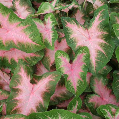 Caladium Fancy Leaf 'Kathleen' (Ships in Spring) 