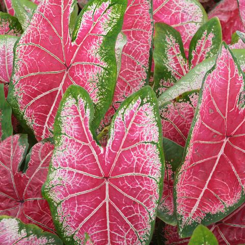 Caladium Fancy Leaf 'Mrs WB Haldeman' (Ships in Spring) 