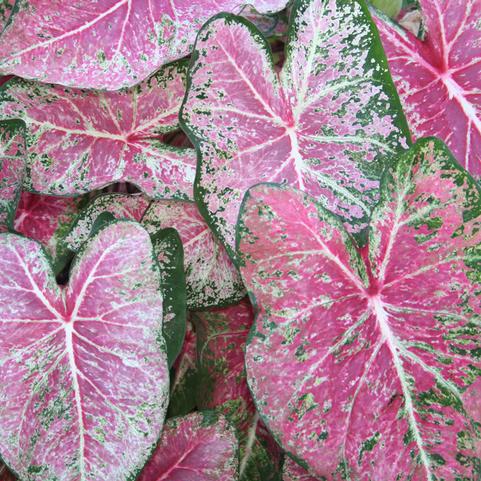 Caladium Fancy Leaf 'Pink Cloud' (Ships in Spring) 