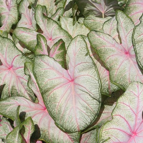 Caladium Fancy Leaf 'Summer Pink' (Ships in Spring) 