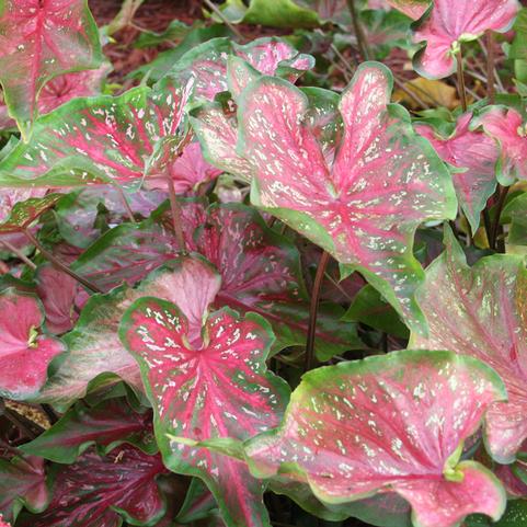 Caladium Strap Leaf 'Lance Whorton' (Ships in Spring) 