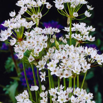 Allium Miniature 'Cowanii' 