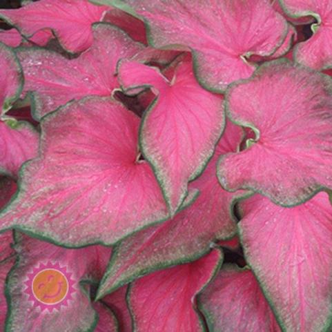 Caladium Strap Leaf 'Passionista' (Ships in Spring) 