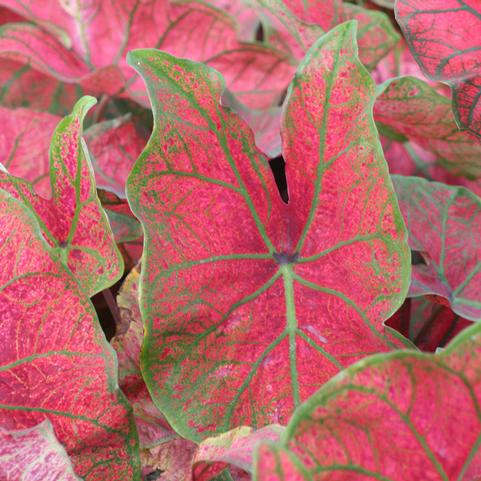 Caladium Fancy Leaf 'Festivia' (Ships in Spring) 