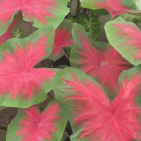 Caladium Fancy Leaf 'Cardinal' (Ships in Spring) 
