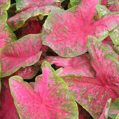 Caladium Fancy Leaf 'Scarlet Beauty' (Ships in Spring) 