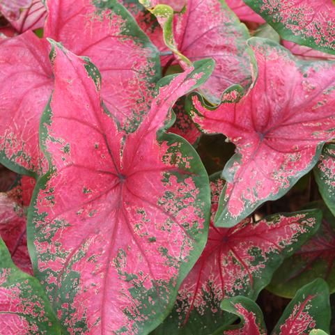 Caladium Fancy Leaf 'Tom Tom' (Ships in Spring) 