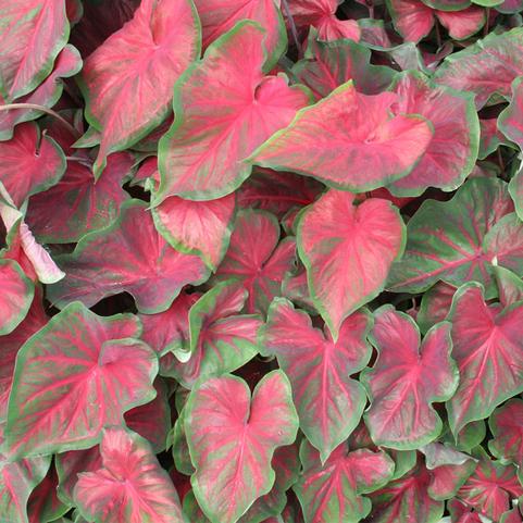 Caladium Strap Leaf 'Dragon Heart' (Ships in Spring) 