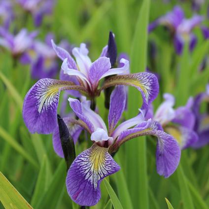 Iris Pseudocorus Blue Flag (Ships in Spring) 