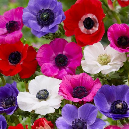 Anemone (SPRING) Coronaria 'De Caen Mixture' (Ships in Spring) 