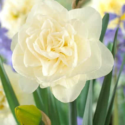 Narcissi Double 'Obdam' 