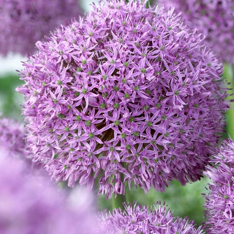 Allium Giant 'Gladiator' 