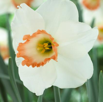 Narcissi Large Cupped 'Pink Pride' 
