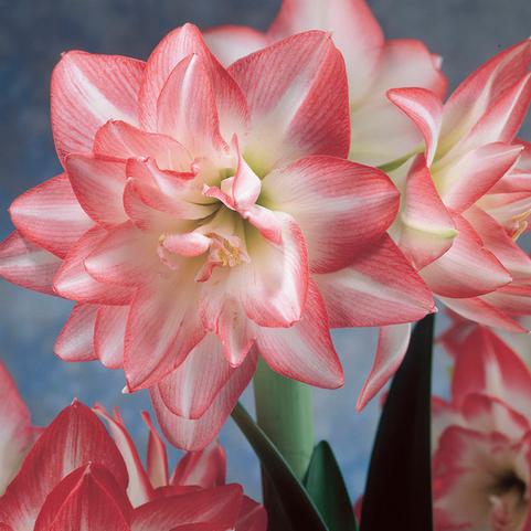 Amaryllis Peruvian 'Blossom Peacock' 
