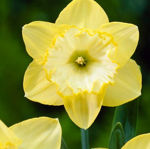 Narcissus Large Cupped 'Loveday' - Ruigrok Flowerbulbs