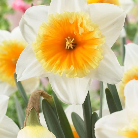 Narcissi Large Cupped 'Slim Whitman' 