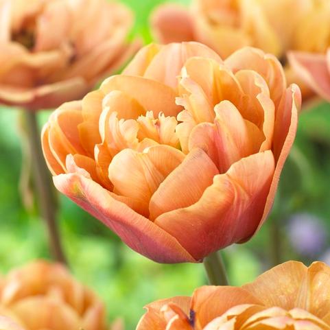 Tulipa Double Late 'La Belle Epoque' 