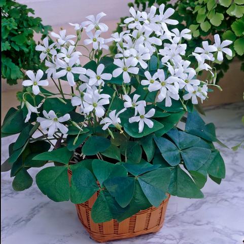 Oxalis 'Regnelli' 