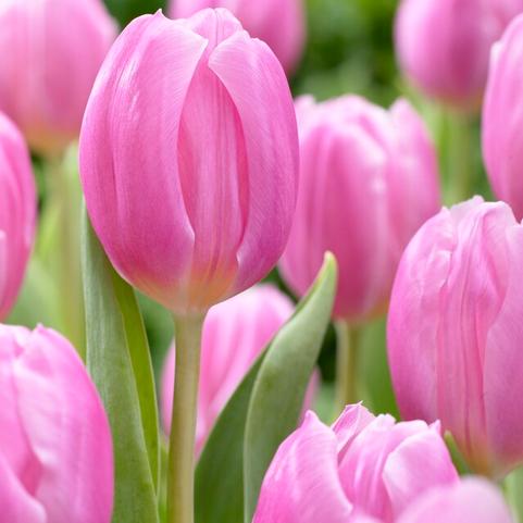 Tulipa Triumph 'Pink Flag' 
