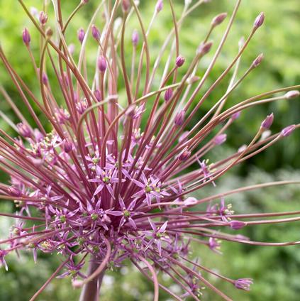 Allium Tall 'Schubertii' 
