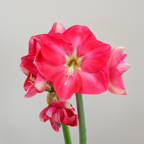 Amaryllis Dutch 'Candy Queen' 