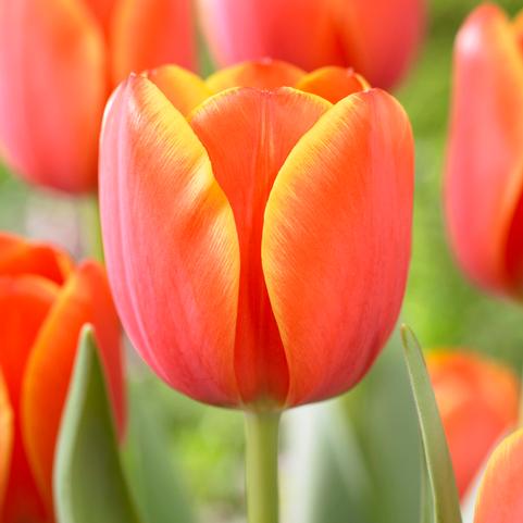 Tulipa Darwin Hybrid 'Ad Rem' 