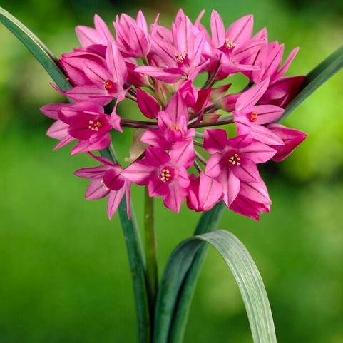 Allium Miniature 'Ostrowskianum' 