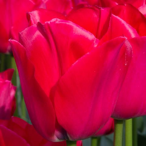 Tulipa Triumph 'Spryng Tide' 