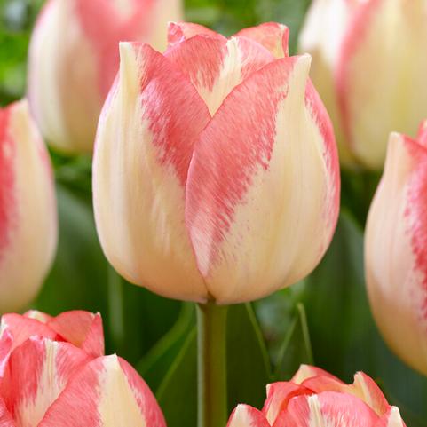 Tulipa Triumph 'Spryng Sunrise' 