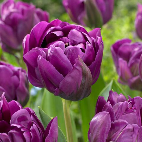 Tulipa Double Mid 'Double Negrita' 