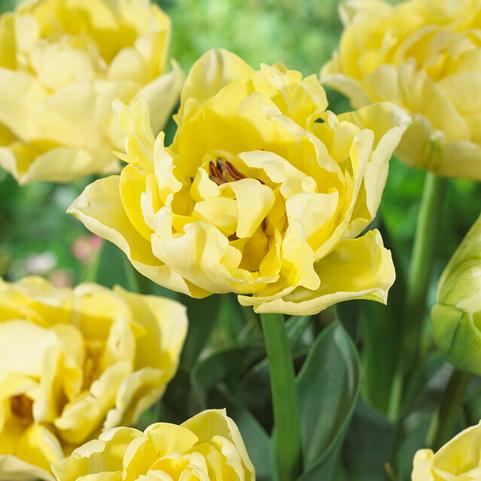 Tulipa Double Late 'Avant Garde' 