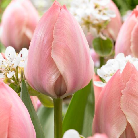 Tulipa Darwin Hybrid 'Salmon Van Eijk' 