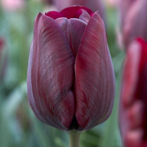 Tulipa Triumph 'Ronaldo' 