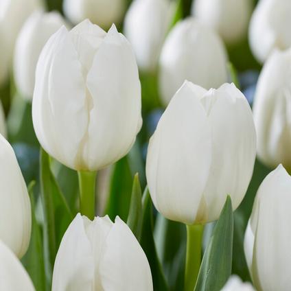 Tulipa Triumph 'Royal Virgin' 