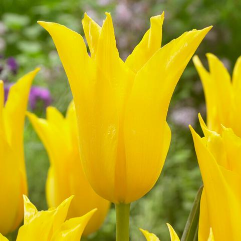 Tulipa Lily Flowering 'Thanksgiving Point' 