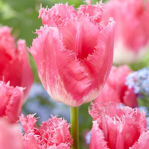 Tulipa Fringed 'Fancy Frills' 