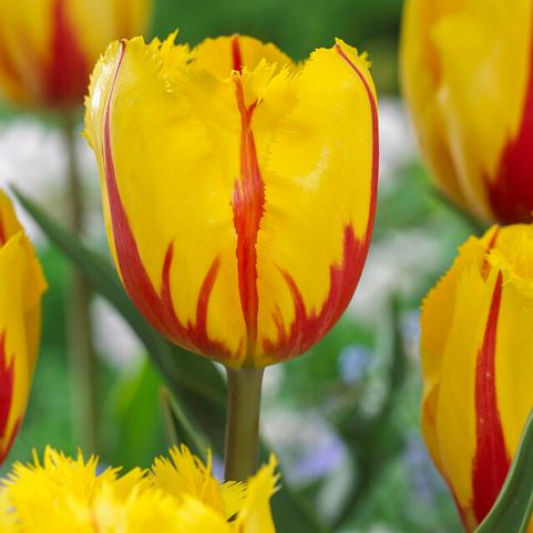 Tulipa Fringed 'Flamenco' 