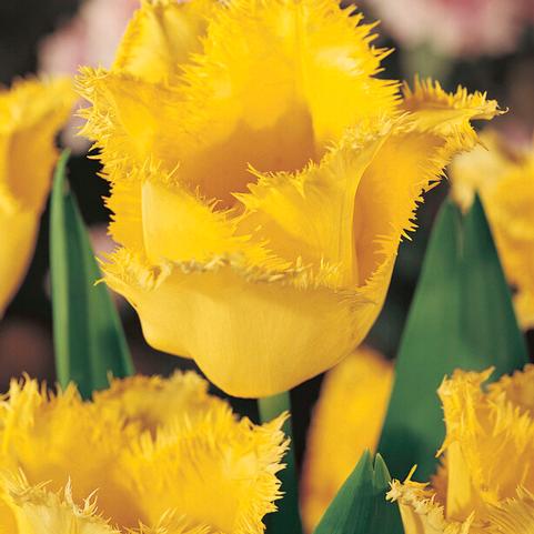 Tulipa Fringed 'Maja' 