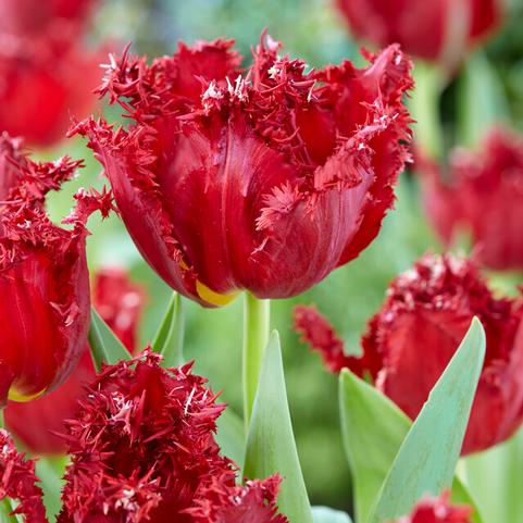 Tulipa Fringed 'Versaci 