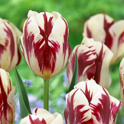 Wholesale Single Late Tulip Bulbs | From A.D.R. Bulbs